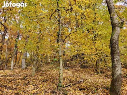 Eladó telek, Kismaros Börzsönyliget, 30000000 Ft, 1000 nm 11970_bhi