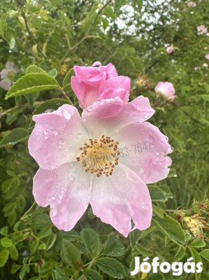 Eladó telek, Törökbálint, 36700000 Ft, 1425 nm 35962_v