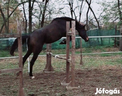 Eladó telivér kanca