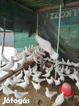 Elado temetésre fehér galambok posta te 202151094