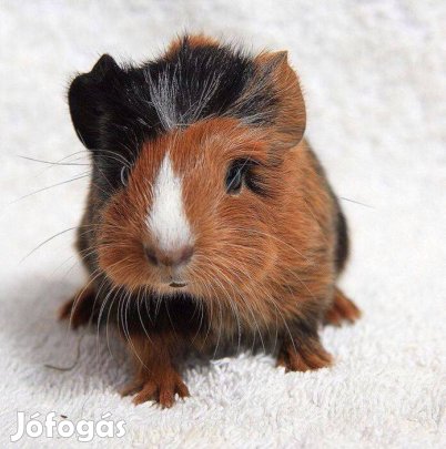 Eladó tengerimalac babák