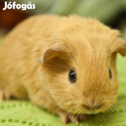 Eladó tengerimalac babák