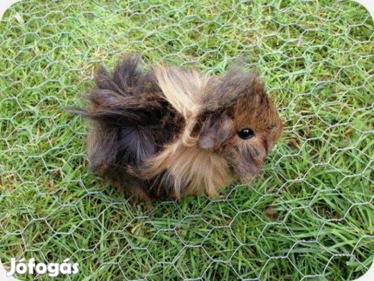 Eladó tengerimalac babák