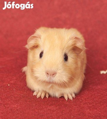 Eladó tengerimalac babák