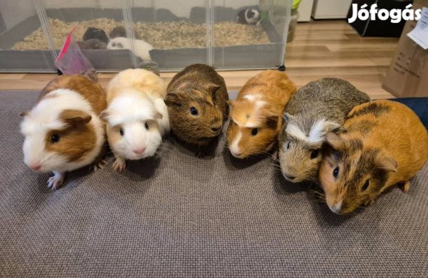 Eladó tengerimalacok