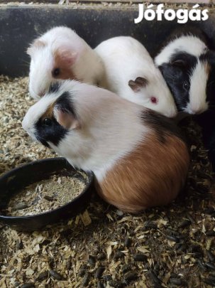 Eladó tengerimalacok!