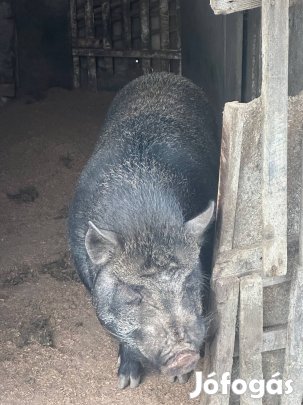 Eladó tenyesz kan