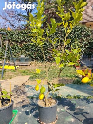 Eladó termő citromfa
