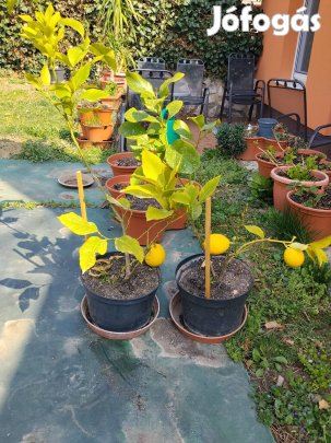 Eladó termő citromfa 2db