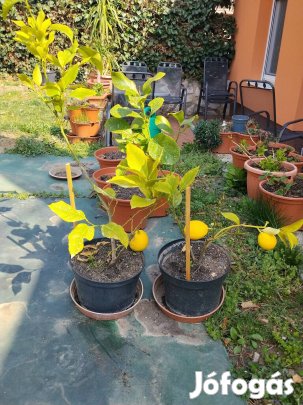 Eladó termő citromfa 2db