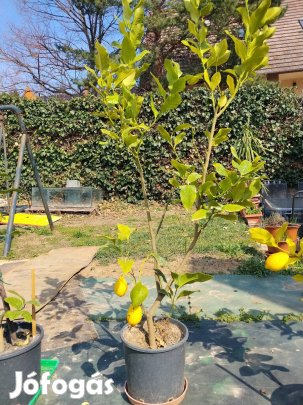Eladó termő citromfa