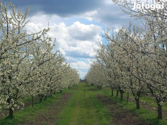Eladó termő kajszi-és szilvaültetvény Kétsopronyban