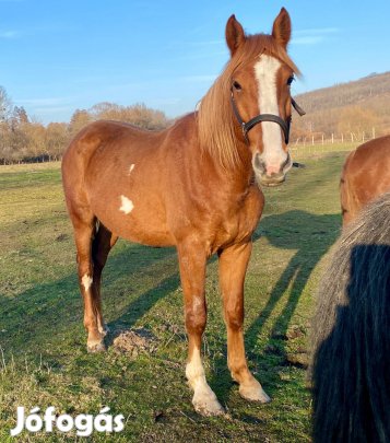 Eladó tisztavérű és őshonos lovak
