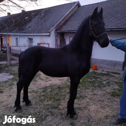 Eladó tisztavérű fríz csődör csikó