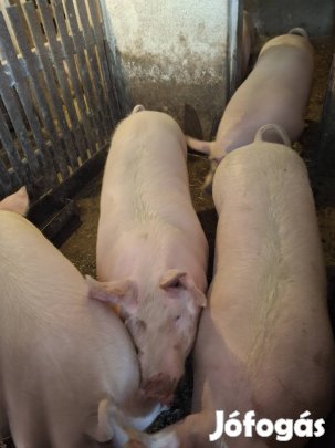 Eladó több db Hízó