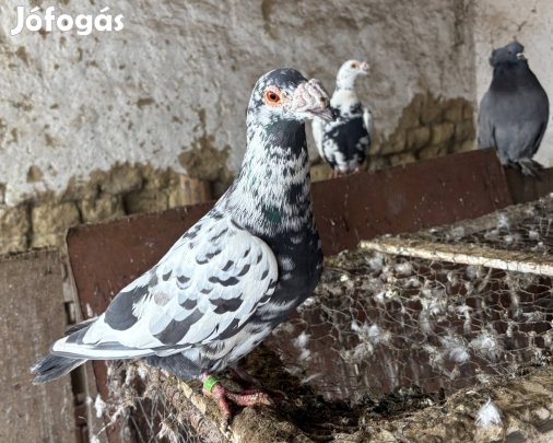 Eladó több fajta galamb! Részletek: 06205418176