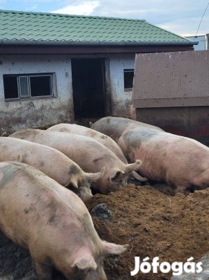 Eladó több hízó