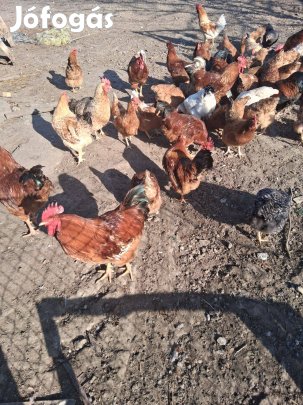 Eladó több kakas élve/kopasztva