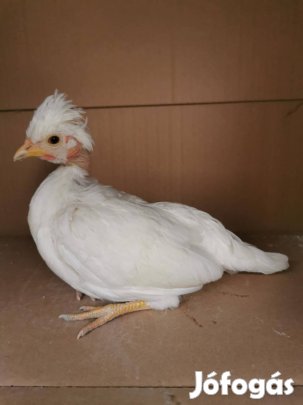 Eladó törpe baromfi növendékek!