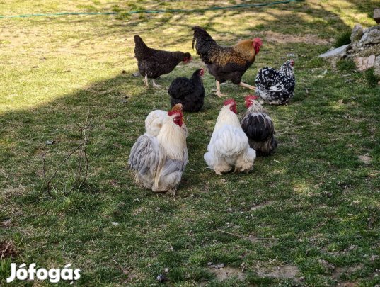 Eladó törpe cochin