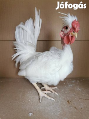 Eladó törpe díszbaromfi Lentiben!