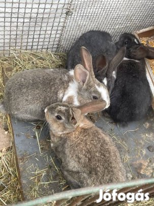 Eladó törpe kakasok és nyuszik