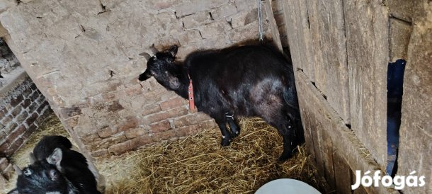 Eladó törpe kecskék!!! 