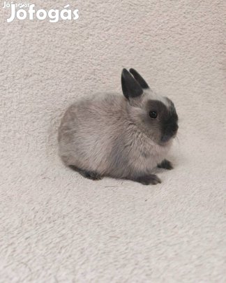 Eladó törpe nyulak több féle fajta