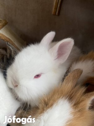 Eladó törpenyúl