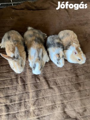 Eladó törpenyuszik Lébényben!