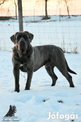 Eladó törzskönyves Cane Corso kan
