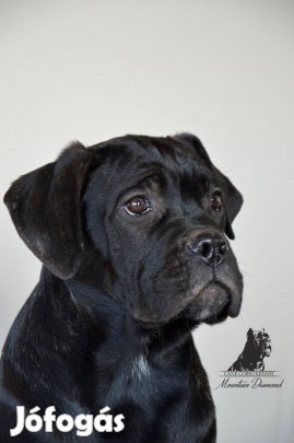 Eladó törzskönyves Cane Corso kan kölykök