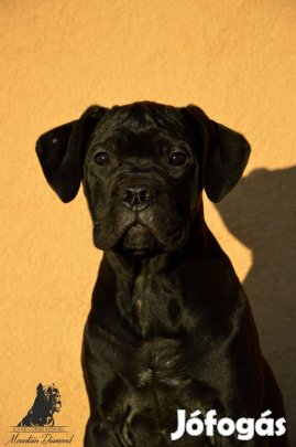 Eladó törzskönyves Cane Corso szuka kölykök