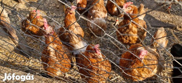 Eladó tyúk 1500.- !