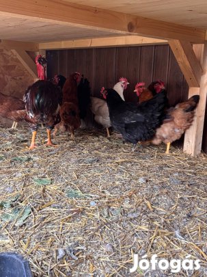 Eladó tyúkok 8 hónaposak