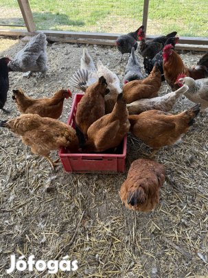 Eladó tyúkok pulykák