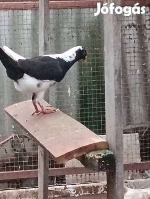 Eladó tyúktarka galamb 