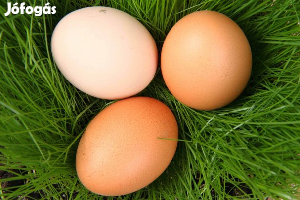 Eladó tyúktojás!