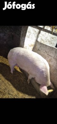 Eladó üres koca