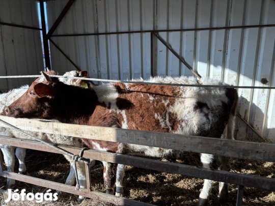 Eladó üsző! 