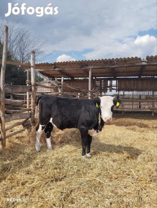 Eladó üsző borjú