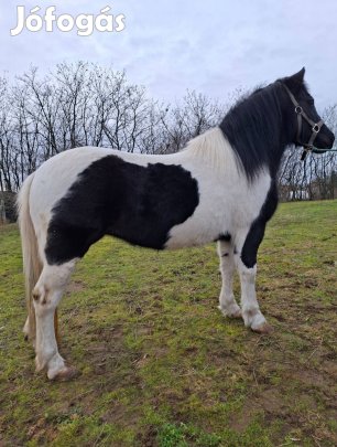 Eladó útleveles kanca 