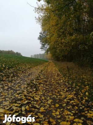 Eladó vágásérett, telepített, Fehér nyár erdő