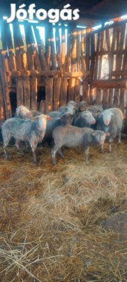 Eladó vágó birka ésegy nagy kos