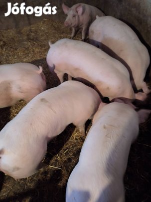 Eladó vágósertés 110-140 kg