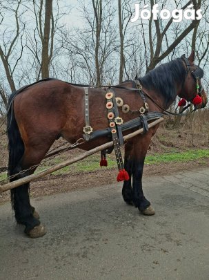 Eladó vagy Cserélhető csődör 