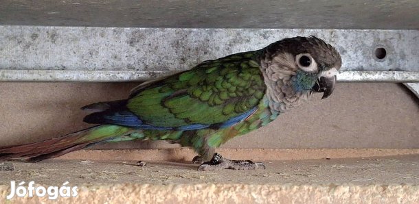 Eladó vagy csere Pyrrhura Lepidák