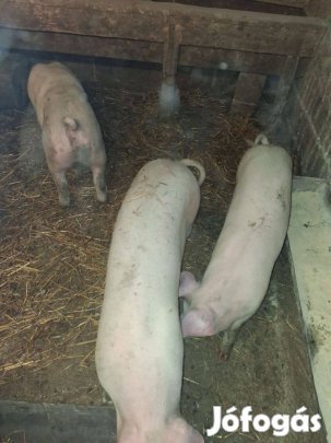 Elado vagy csere borju