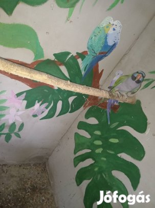 Eladó vagy csere kin him 