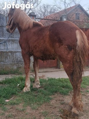 Eladó vagy cserélhető 1eves sodrott csiko